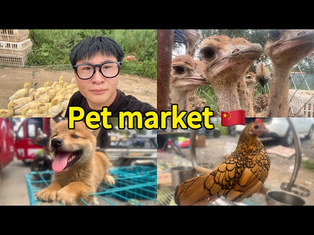 Inside a Rural Chinese Pet Market: Dogs, Cats and Parrots